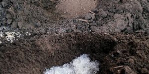 Astilba presađuje u proljeće, u jesen na drugo mjesto